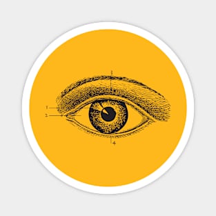 Eye Anatomy Magnet